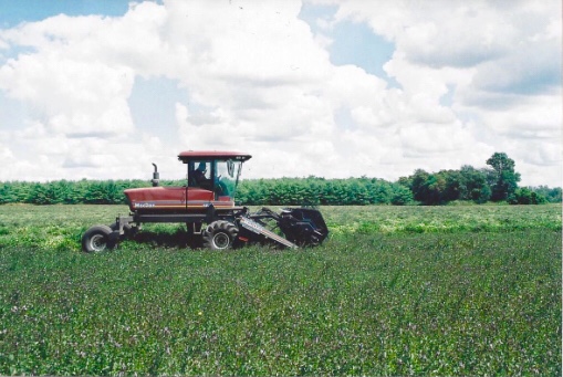 Kanne Mint Farms, Jasper County, Indiana, Peppermint, Chasing Saturdays