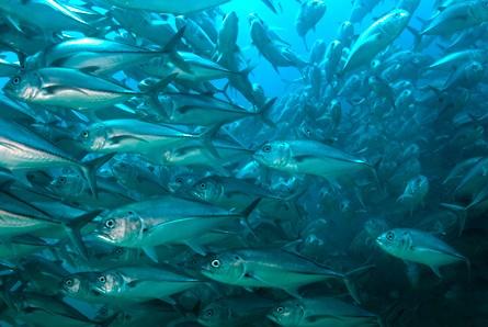 Deep Sea Fish Oil is Healthy for Humans