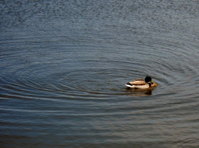 Mating Mallard ducks at White Rock Lake, Dallas, TX