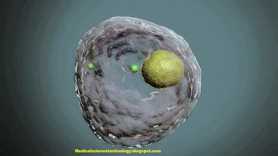 cell membrane,membrane,cell,centrosome,plant cell,chromosome,cilia,heart disease,dna,dna testing,deoxyribonucleic acid,flagella,flagella function,golgi complex,golgi apparatus,lysosomes,lysosome function,microfilaments,microtubules,microtubules function,mitochondria,mitochondria function,nucleus,nucleus function,peroxisomes,peroxisome function,ribosome,ribosomes,ribosomes function,rna,er,smooth er function,