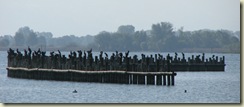 cormorants2