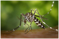Peran, Fungsi dan Manfaat Nyamuk Bagi Kehidupan Kita