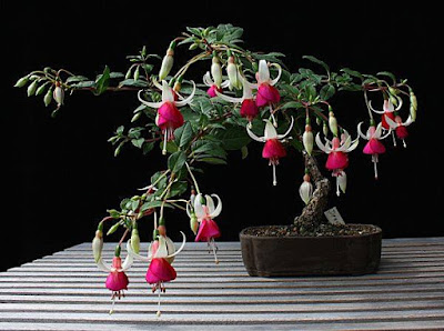 Bonsai Anting India (fuchsia)