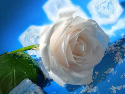 White Rose Normal Resolution HD Wallpaper 5