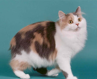 cymric cat pets information kittens pictures