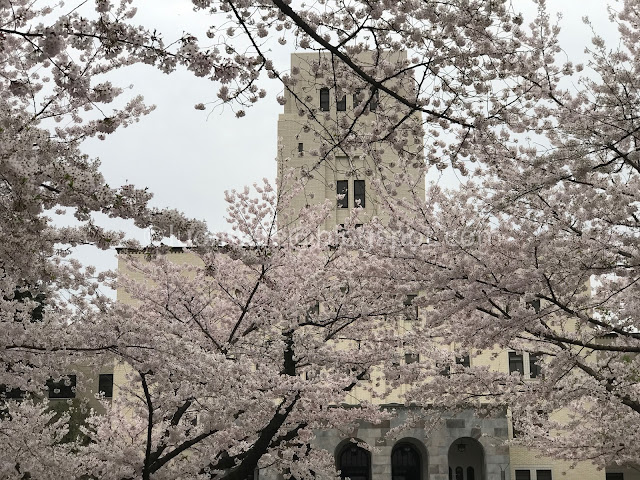 Japan cherry blossoms