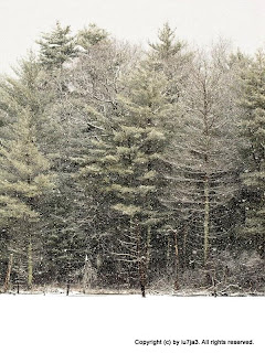 Trees, Snow