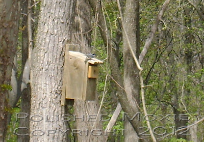 Image of a nuthatch on top of a birdhouse.