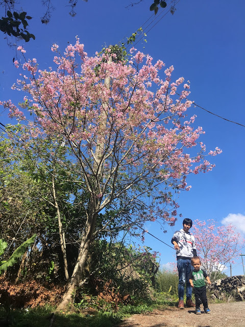 cherry blossom, mituo temple, chiayi, mountains, taiwan