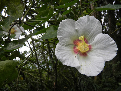 Hibiscus at Xitou Forest Recreation Area