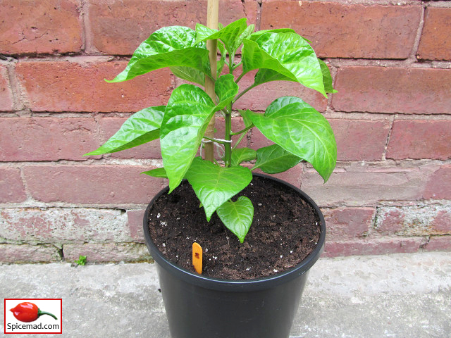 Chocolate Habanero - 26th May 2021