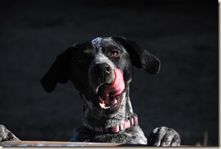 Jan 28 Polly with tongue