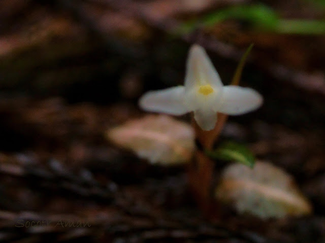 Goodyera biflora