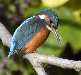 Kingfisher