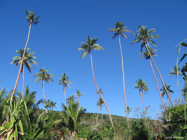 Seventeen tall palm trees under a bright blue sky