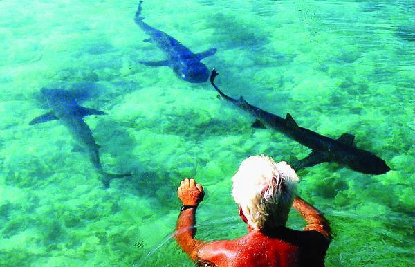 Karimun Java - Swimming With Sharks