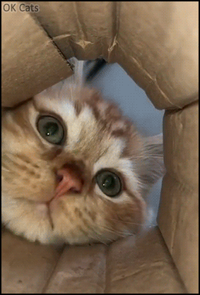 Funny Cat GIF • Funny hungry cat trying to reach the last pringle 🤣❤