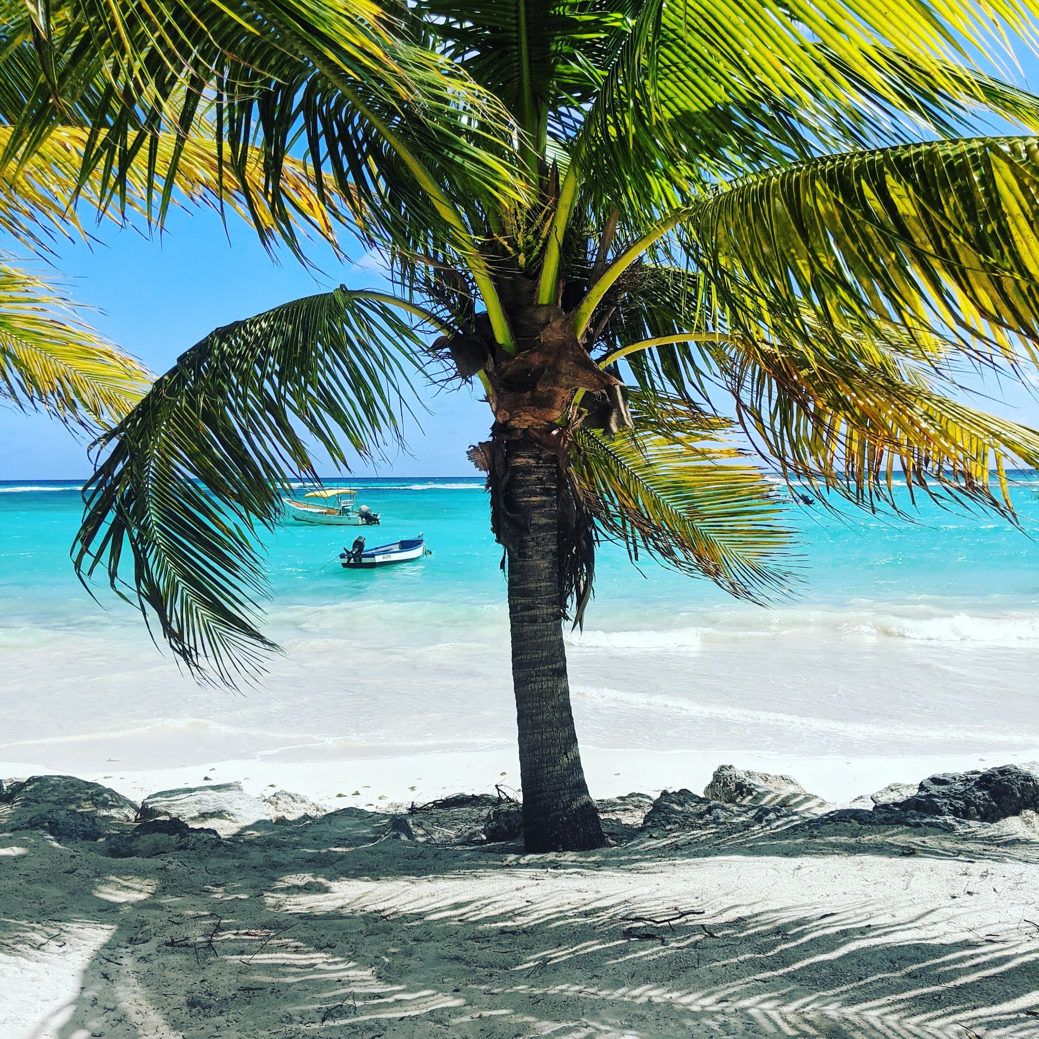 A view out to the turquoise ocean from Carib Beach, one of the most stunning beaches in Barbados. There are palm trees lining the shoreline creating perfect shadows on the white sand