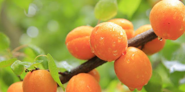 Apricot is a Healthy Fruit Packed With Delicious Sweet Taste