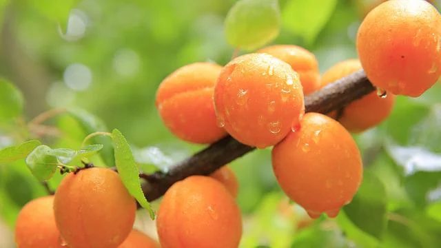 You must have heard this saying that one reason keeps you away from the doctor every day, but are you also aware of the fact that by eating a few apricots every day, you can get rid of all the diseases yourself in this sweet and tasty fruit.
