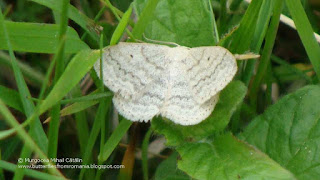 Scopula (Calothysanis) floslactata DSC109920