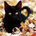 Cute Black Cat Picture