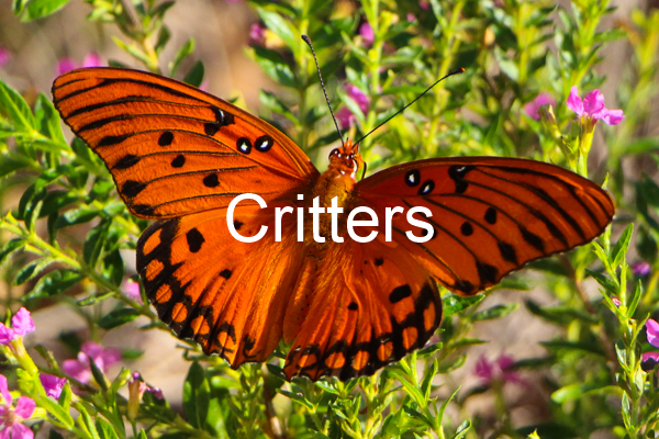 Critters Gallery