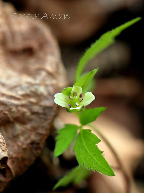 Cardamine anemonoides