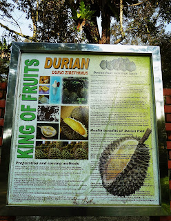 Durian is known as king of fruit among durian lovers