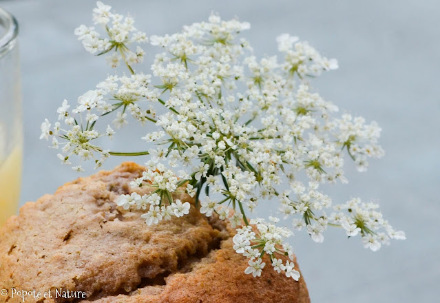 fleur de carotte sauvage ©Popote et Nature