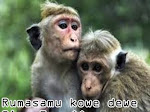 Gambar Dp BBM Meme Hewan Lucu dalam Bahasa Jawa