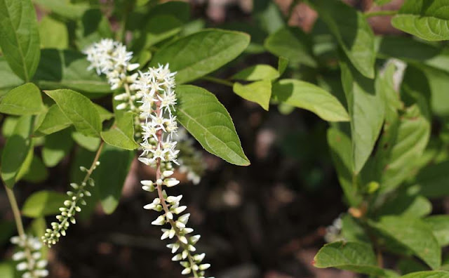 Itea Virginica Flowers