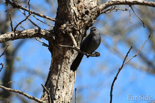 Gray Catbird