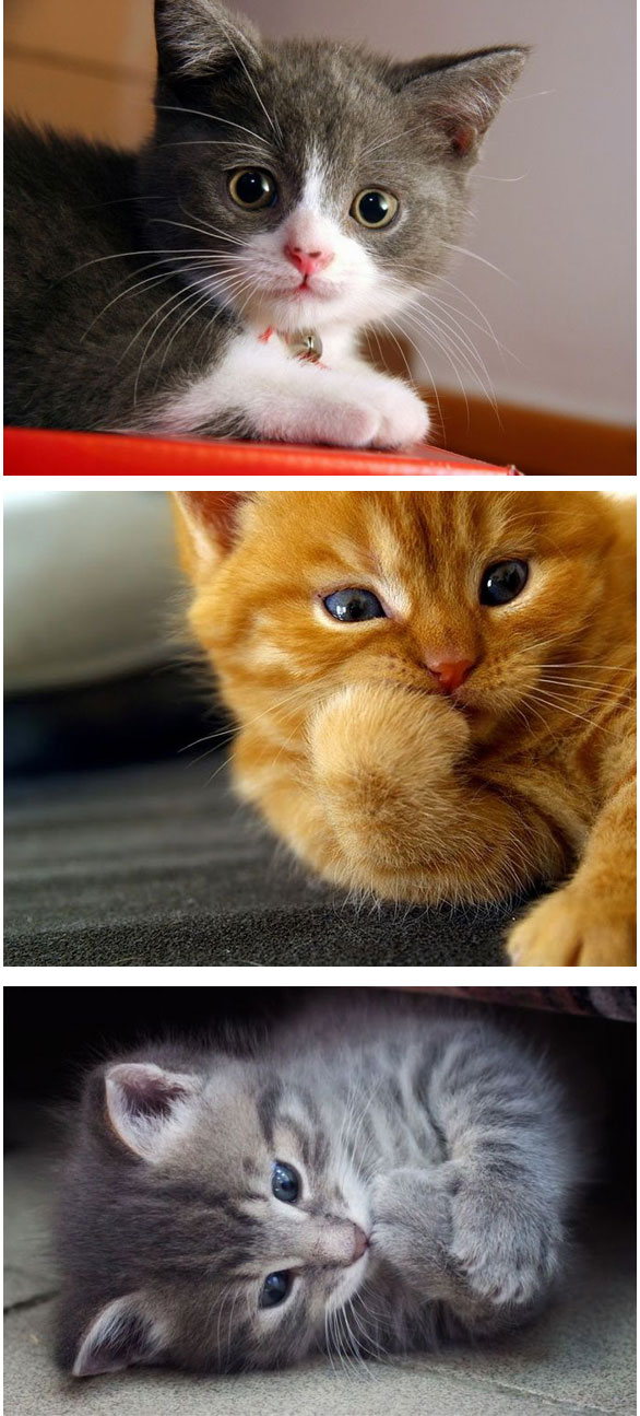 Gambar Kucing Ambeien 7 Perbedaan Fisik Antara Kucing Persia Dan Anggora, Mulai Dari Ukuran
