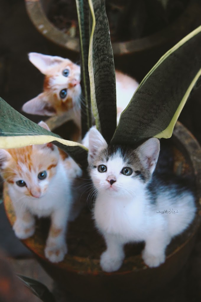 Gambar Anak Kucing Yang Comel Dan Riang Membikin Si Tambi Cemburu