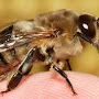 abeille male