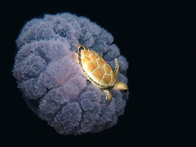 funny animal pictures, turtle on jellyfish's head