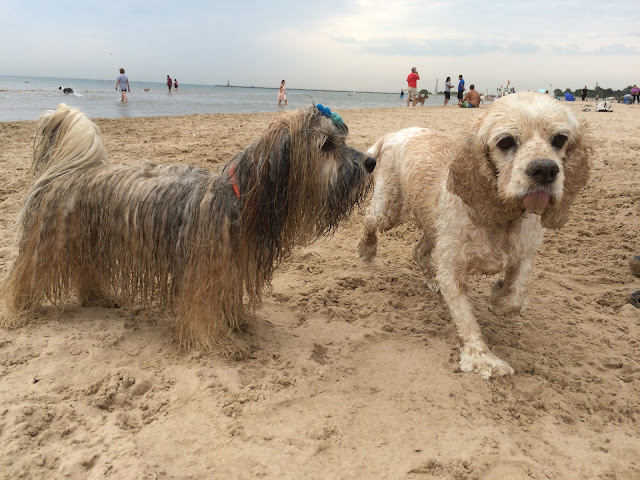 Montrose dog beach Chicago