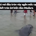49 con cá voi chết trên bờ biển Indonesia