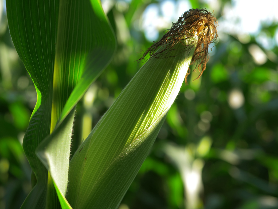 golden corn