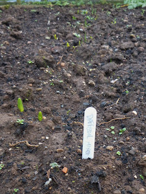 Daffs poking through - Grow Our Own