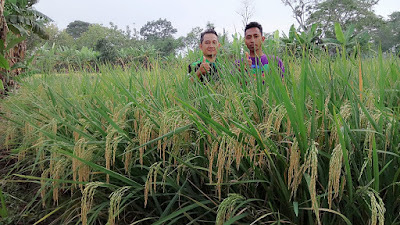 Cara Memperbanyak Anakan Padi