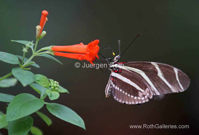 http://whereintheworldisjuergen.blogspot.com/2013/03/macro-butterfly-photography-at-magic.html#.U1UCuqKriuI