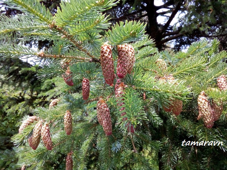 Ель аянская / Ель иезская (Picea ajanensis, =Picea jezoensis)