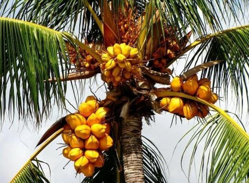 tanaman kelapa gading kuning bibit pohon Jawa Tengah