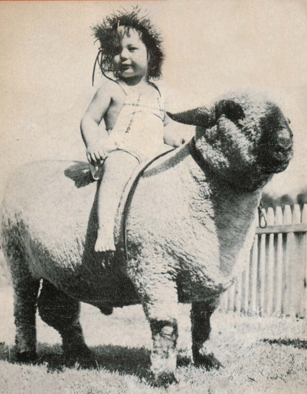 Riding Sheep