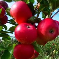  Fruit Trees for Sale - Buy Your Fruit Tree Online at Low Cost