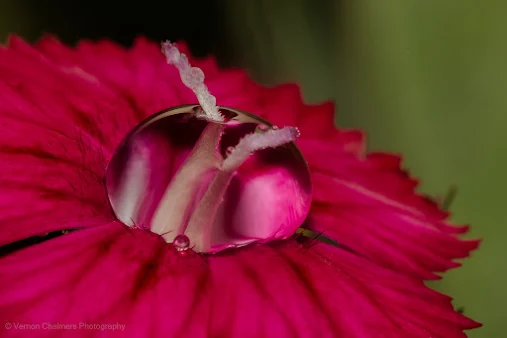 Vernon Chalmers Canon Camera and Small Flower Photography Training Cape Peninsula