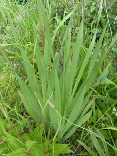 Glaïeul sauvage - Gladiolus dalenii 