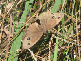 common wood nymph butterfly